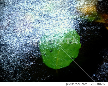 Alder leaf in shinning drops of mountain stream. 28930697