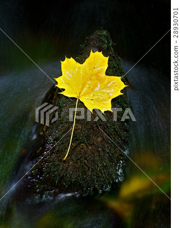 The yellow broken leaf from maple on basalt stone The yellow broken leaf from maple on basalt stone 28930701