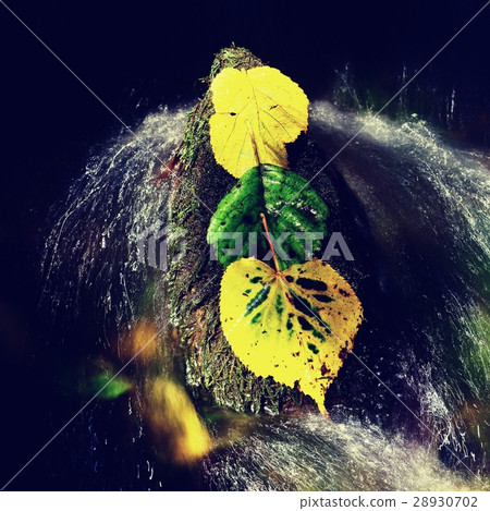 Yellow green alder leaves in rapid stream. Detail Yellow green alder leaves in rapid stream. Detail 28930702