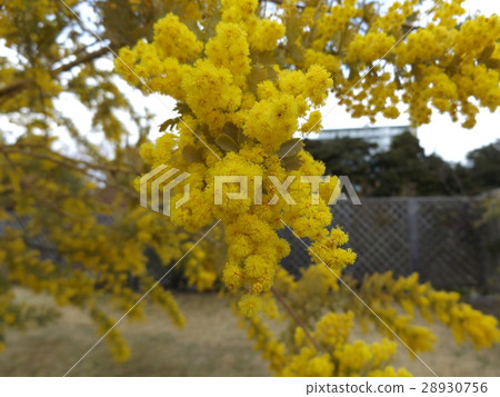 開花從冬天的金合歡黃色花 開花從冬天的金合歡黃色花 28930756