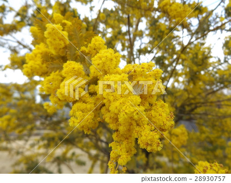 開花從冬天的金合歡黃色花 開花從冬天的金合歡黃色花 28930757