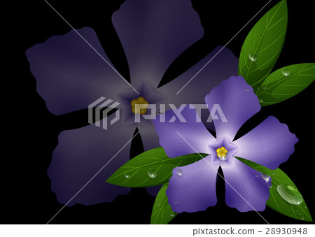 Purple periwinkle flowers on black background 28930948