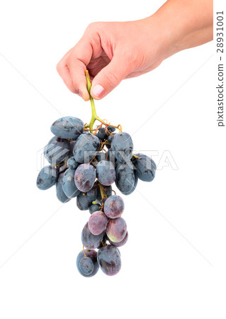 Branch grapes in hand Branch grapes in hand 28931001