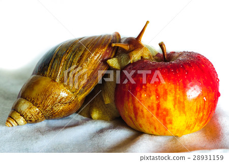 Snail isolated on the white background 28931159