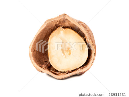 Half of hazelnut Half of hazelnut 28931281