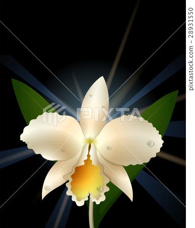 White orchid on black background 28931550
