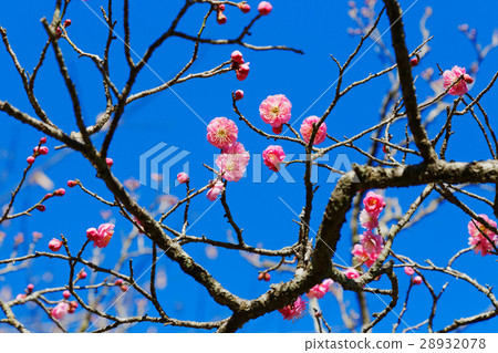 Red plum blossoms and blue sky 28932078