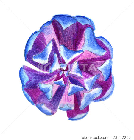 Wildflower succulentus flower in a watercolor 28932202