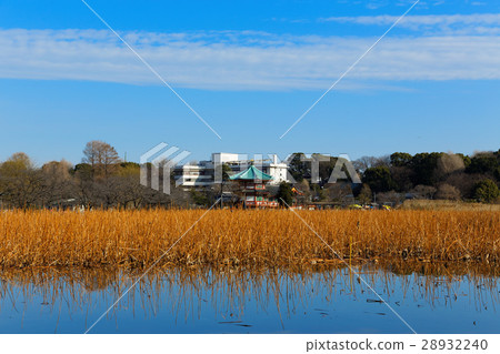 Winter lotus pond and surrounding scenery of Ueno Onsen Park 28932240