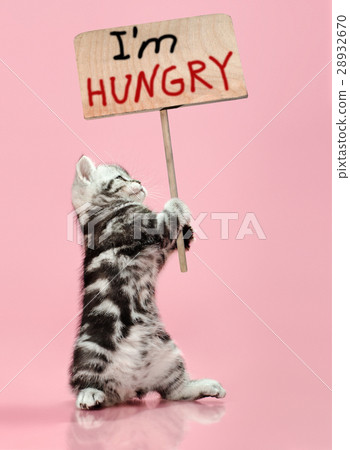kitten 28932670