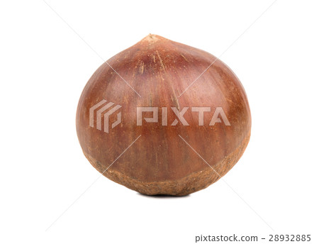 Edible raw chestnut 28932885