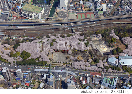 Asukiyama公園的櫻花樹/鳥瞰圖 28933324