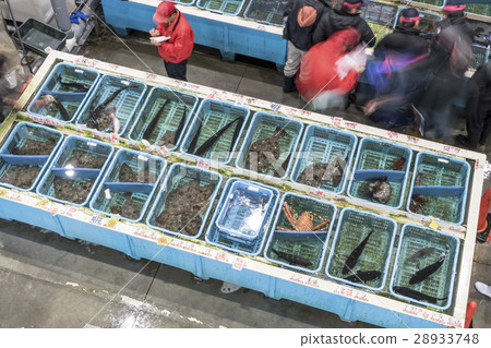 魚市競價 魚市競價 28933748