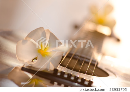 Plumeria put on a beautiful guitar chic dream. Cut 28933795