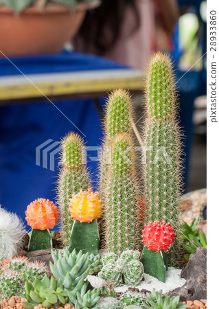 Mammillaria, Cactus Mammillaria, Cactus 28933860