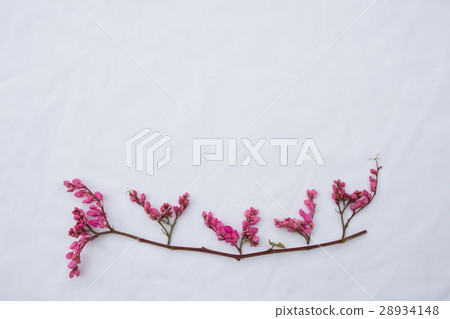 Pink coral vine budding flowers 28934148