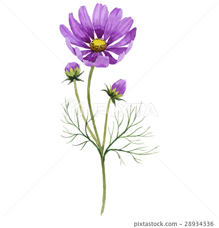 Wildflower kosmeya flower in a watercolor style Wildflower kosmeya flower in a watercolor style 28934336