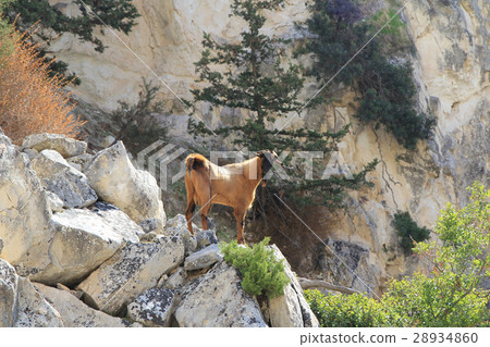 Mountain goat 28934860