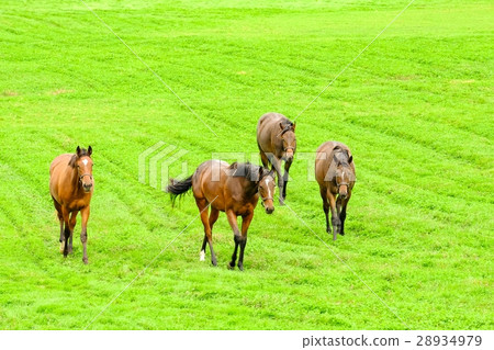 訓練純種馬的農場 28934979