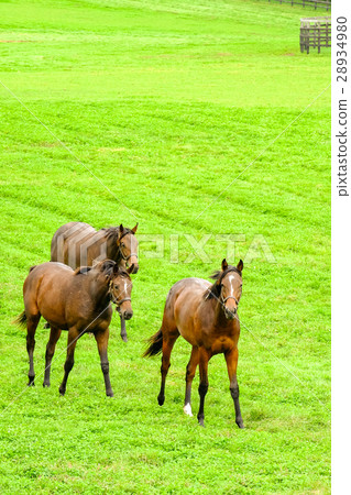 訓練純種馬的農場 28934980