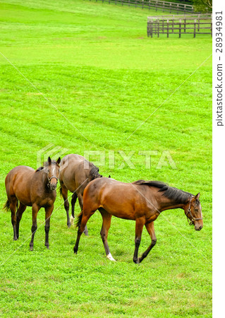 訓練純種馬的農場 訓練純種馬的農場 28934981