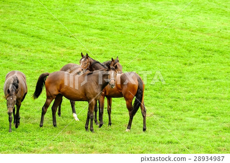 Training farm of Thoroughbred 28934987