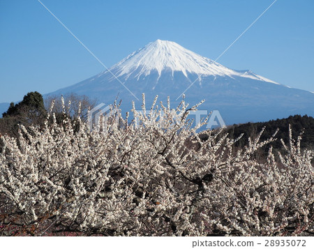 白梅和富士 白梅和富士 28935072