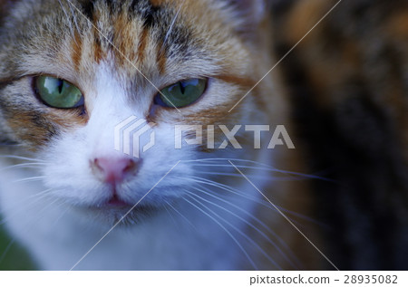 Cat  28935082