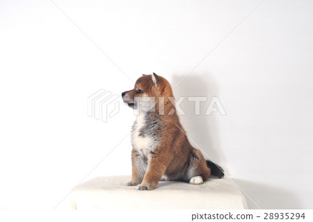 Shiba Inu sitting at the wisdom 28935294
