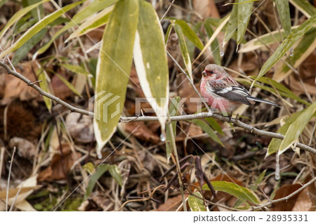 Benimashiko停在樹的分支 28935331