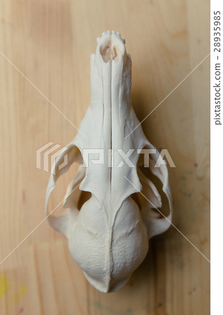 Skull fox lying on a wooden table. Colored paint Skull fox lying on a wooden table. Colored paint 28935985