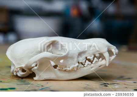 Skull fox lying on a wooden table. Colored paint 28936030