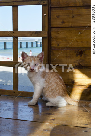 Green eyed Cat posing for a portrait Green eyed Cat posing for a portrait 28936038