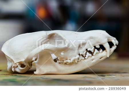 Skull fox lying on a wooden table. Colored paint 28936049