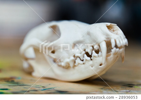 Skull fox lying on a wooden table. Colored paint Skull fox lying on a wooden table. Colored paint 28936053