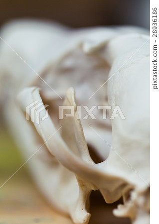 Skull fox lying on a wooden table. Colored paint 28936186