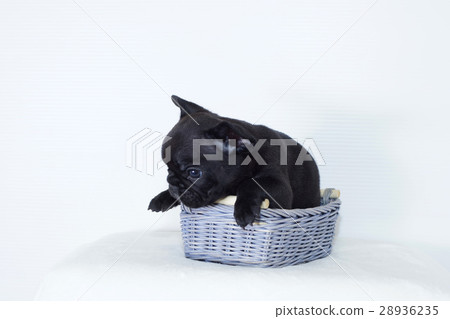 Friends 3 brothers Chihuahua puppy 28936235