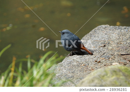 鉛色水鶇 28936281