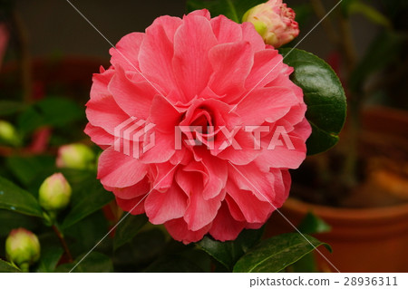 山茶 山茶 28936311