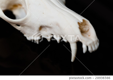 Fox skull without the lower jaw on a black Fox skull without the lower jaw on a black 28936566