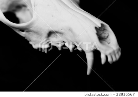 Fox skull without the lower jaw on a black Fox skull without the lower jaw on a black 28936567