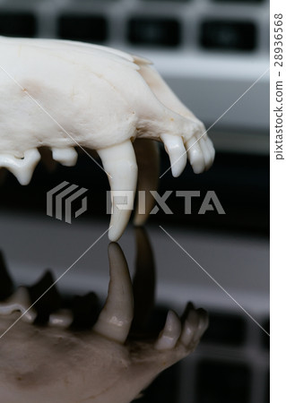 Fox skull without the lower jaw on the laptop Fox skull without the lower jaw on the laptop 28936568