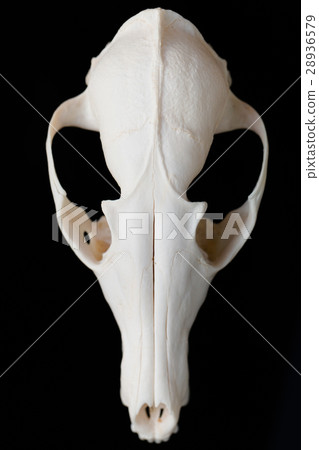 Fox skull without the lower jaw on a black 28936579