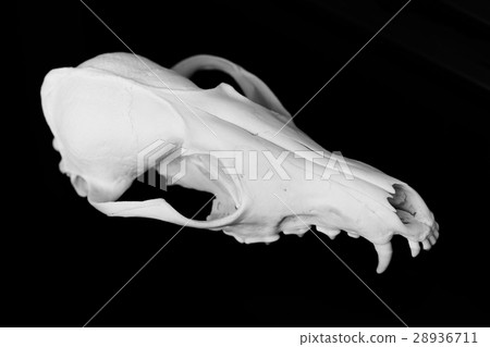 Fox skull without the lower jaw on a black 28936711