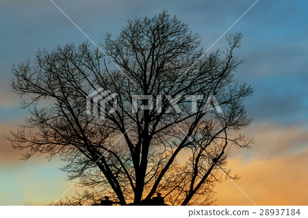 Purple sunset sunset sky tree Purple sunset sunset sky tree 28937184