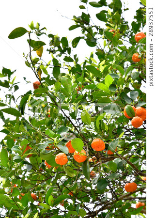 Okinawa Shikuwasa's fruit Okinawa Shikuwasa's fruit 28937551