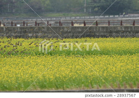 麻將 麻將 28937567