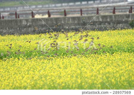 麻將 麻將 28937569