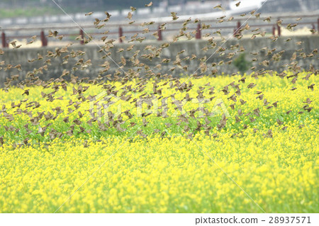 麻將 麻將 28937571
