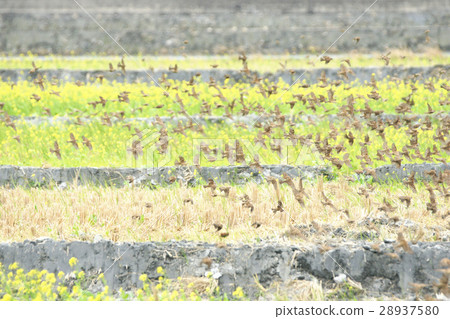 麻將 麻將 28937580